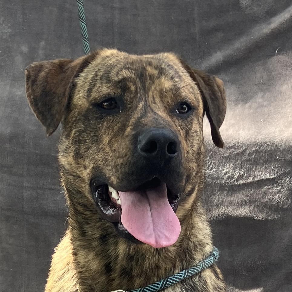 Baxter, a Adoptable Mixed Breed in Pulaski, TN image 6/6