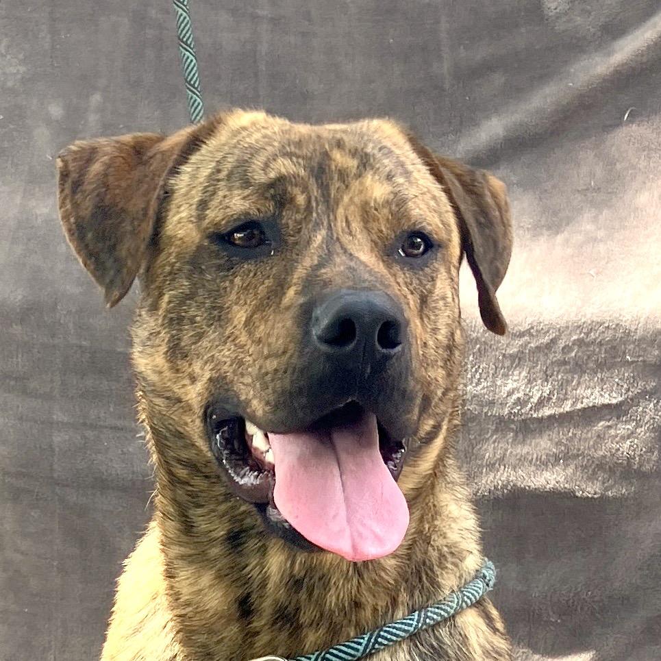 Baxter, a Adoptable Mixed Breed in Pulaski, TN image 5/6