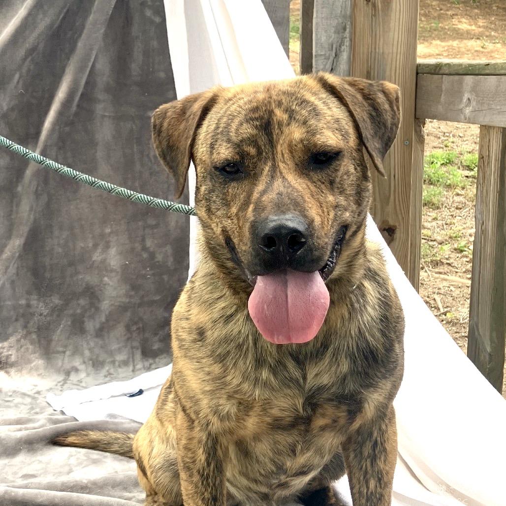 Baxter, a Adoptable Mixed Breed in Pulaski, TN image 6/6