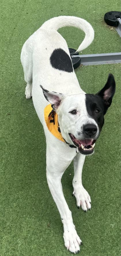 Enlarge Duke, a Adoptable mixed breed in Farmers Branch, TX image 1/3