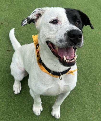 Enlarge Duke, a Adoptable mixed breed in Farmers Branch, TX image 2/3