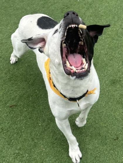 Enlarge Duke, a Adoptable mixed breed in Farmers Branch, TX image 3/3