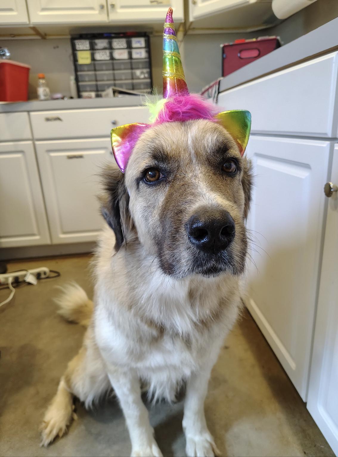 Freya, a Adoptable mixed breed in Marble Falls, TX image 1/4