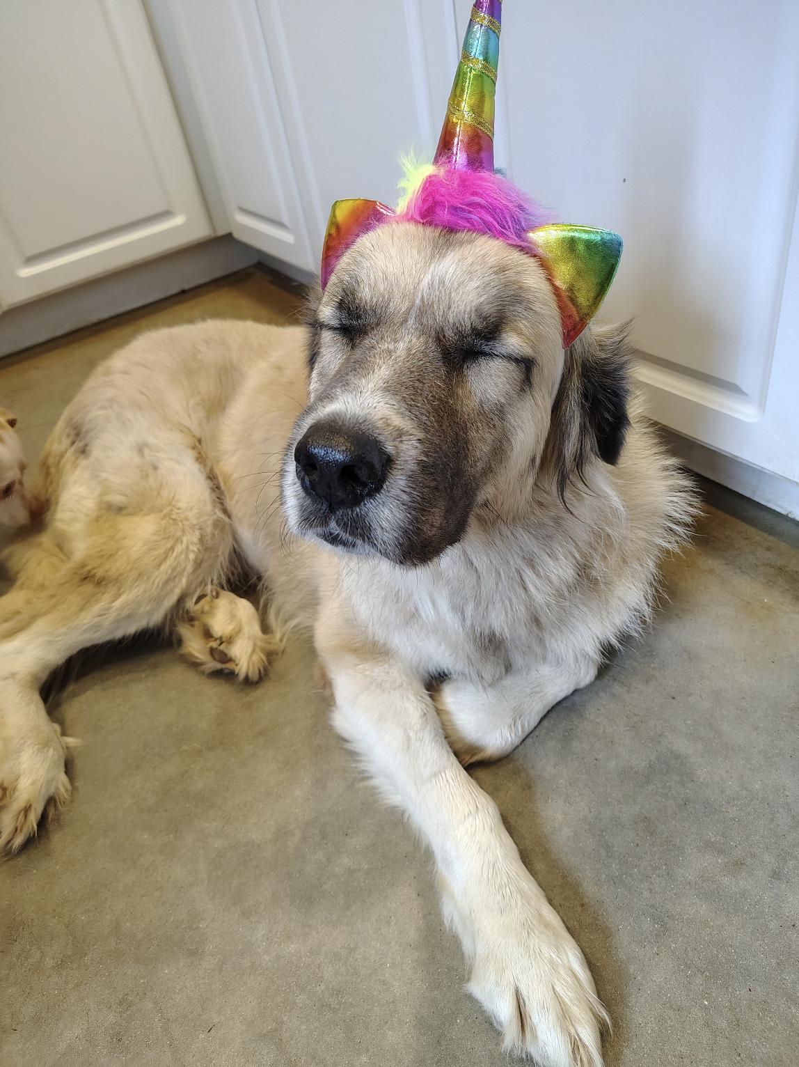 Freya, a Adoptable mixed breed in Marble Falls, TX image 2/4