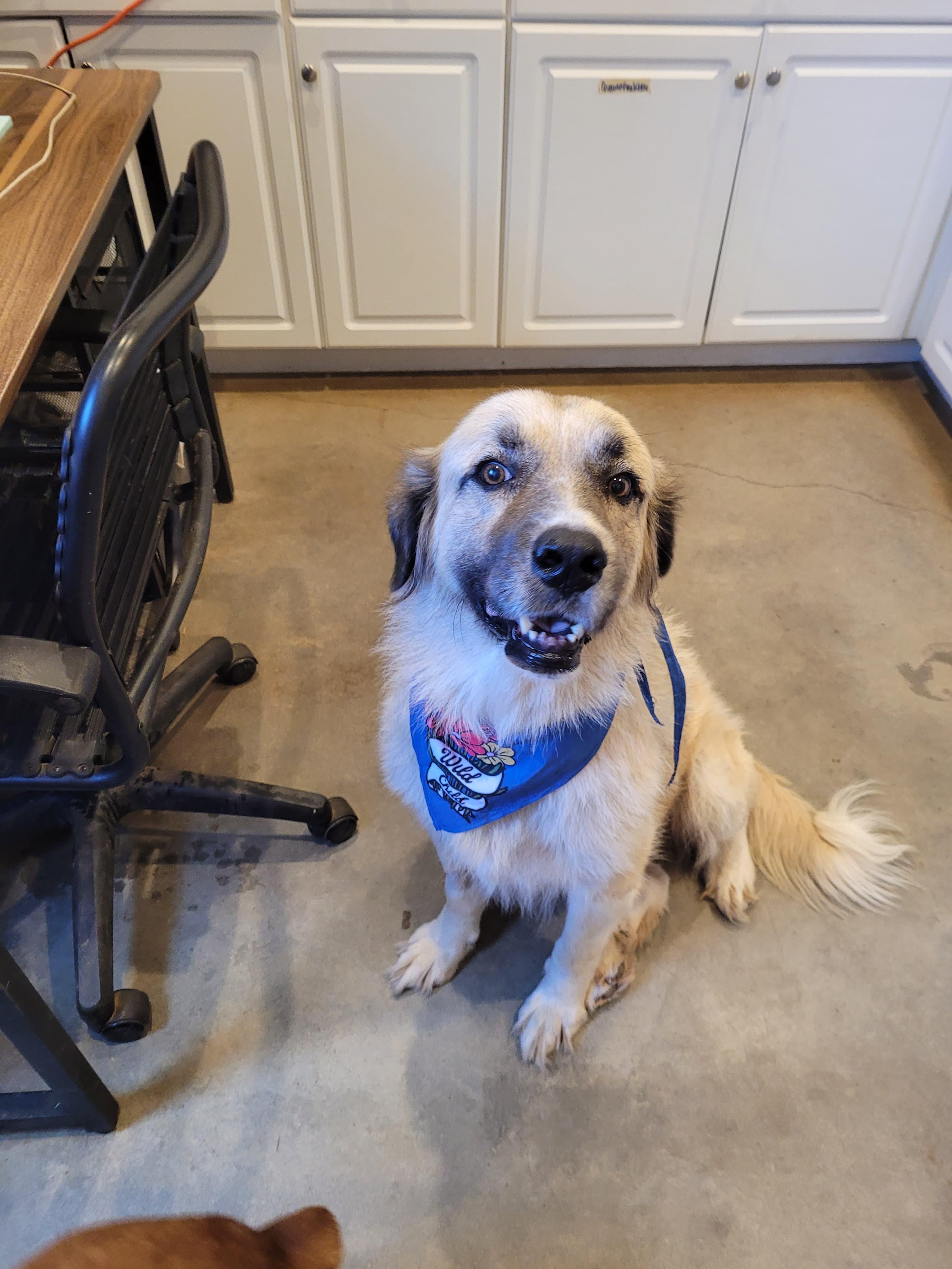 Freya, a Adoptable mixed breed in Marble Falls, TX image 3/4