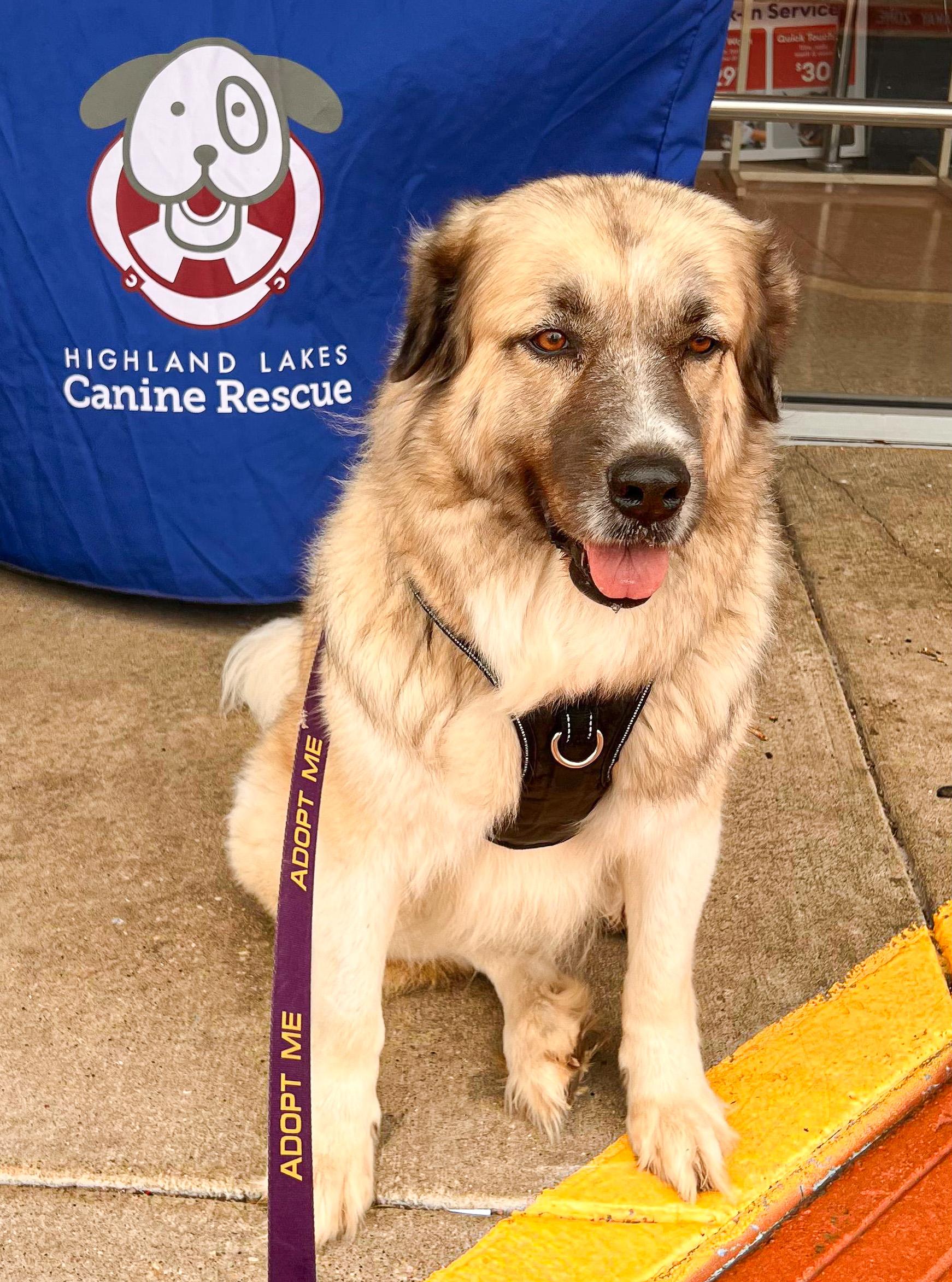 Enlarge Freya, a Adoptable mixed breed in Marble Falls, TX image 2/4