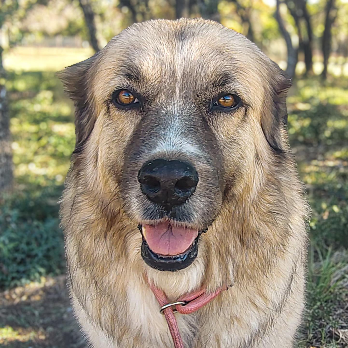 Freya, Adoptable, Adult Female Anatolian Shepherd.