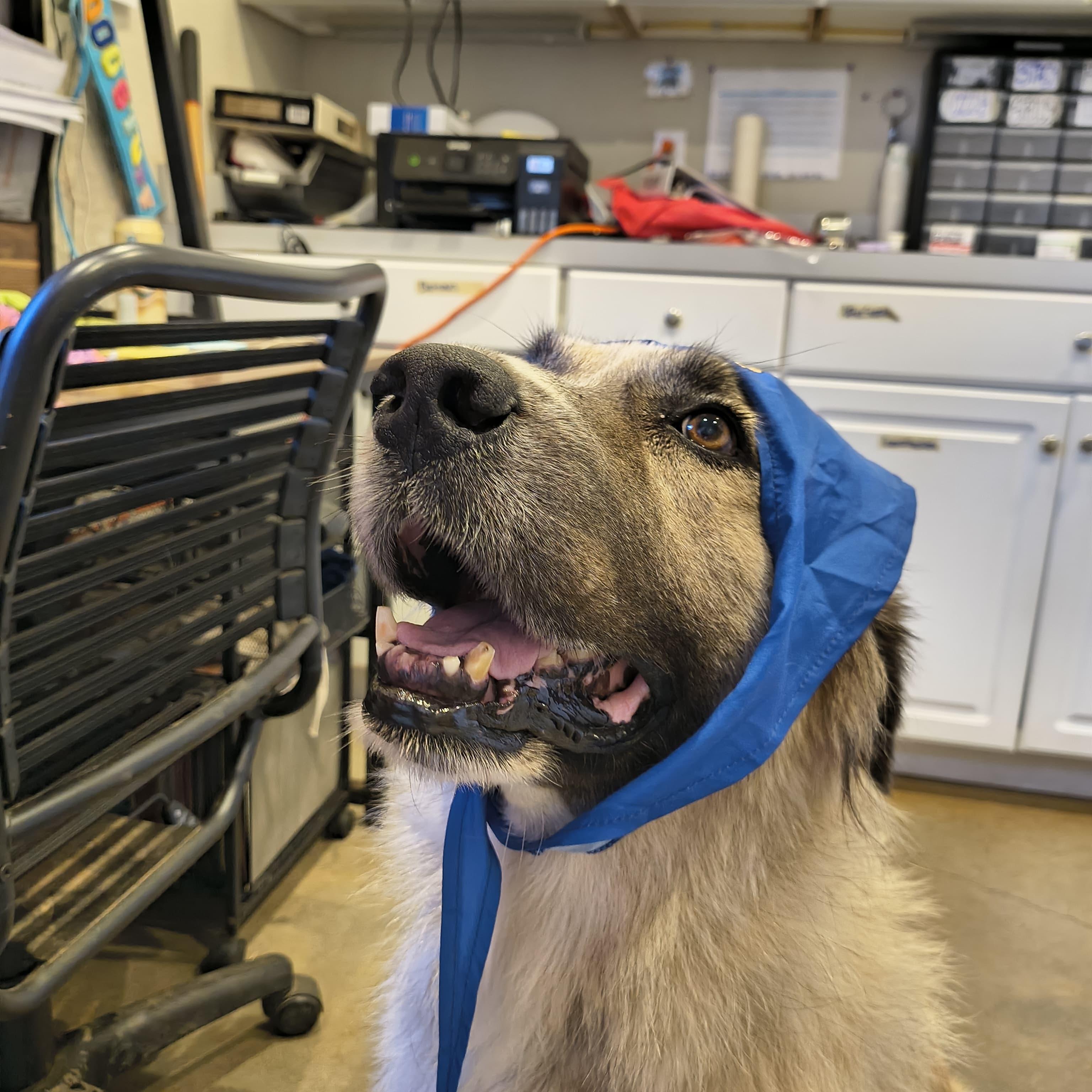 Freya, a Adoptable mixed breed in Marble Falls, TX image 4/4