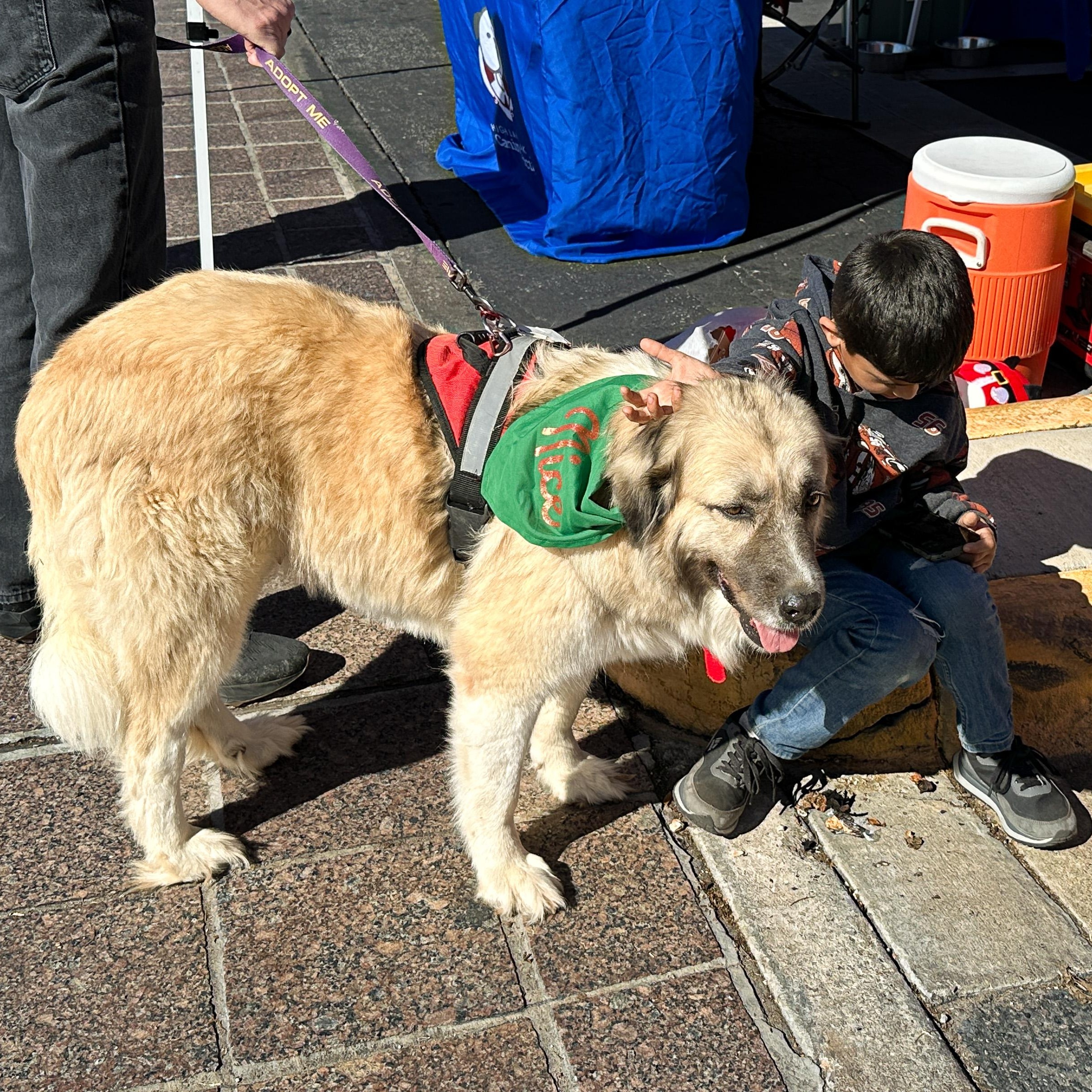 Enlarge Freya, a Adoptable mixed breed in Marble Falls, TX image 3/4
