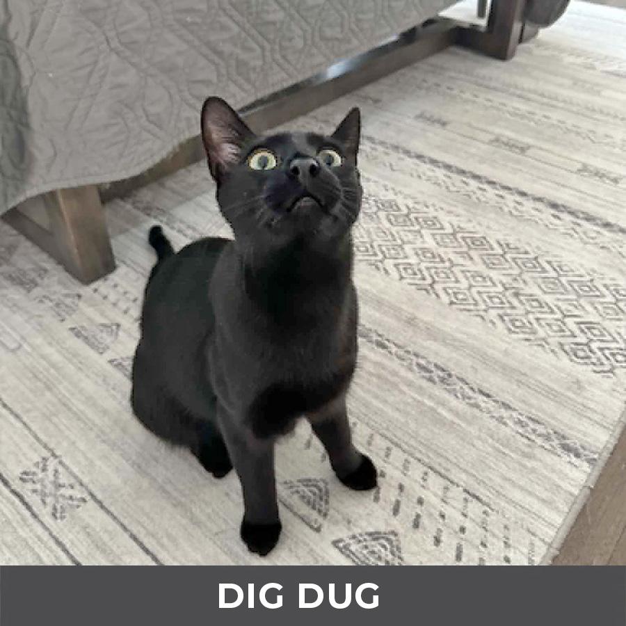 Enlarge Dig Dug, an adoptable Domestic Short Hair in Etobicoke, ON image 3/4