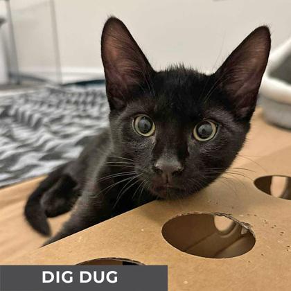 Enlarge Dig Dug, an adoptable Domestic Short Hair in Etobicoke, ON image 1/4