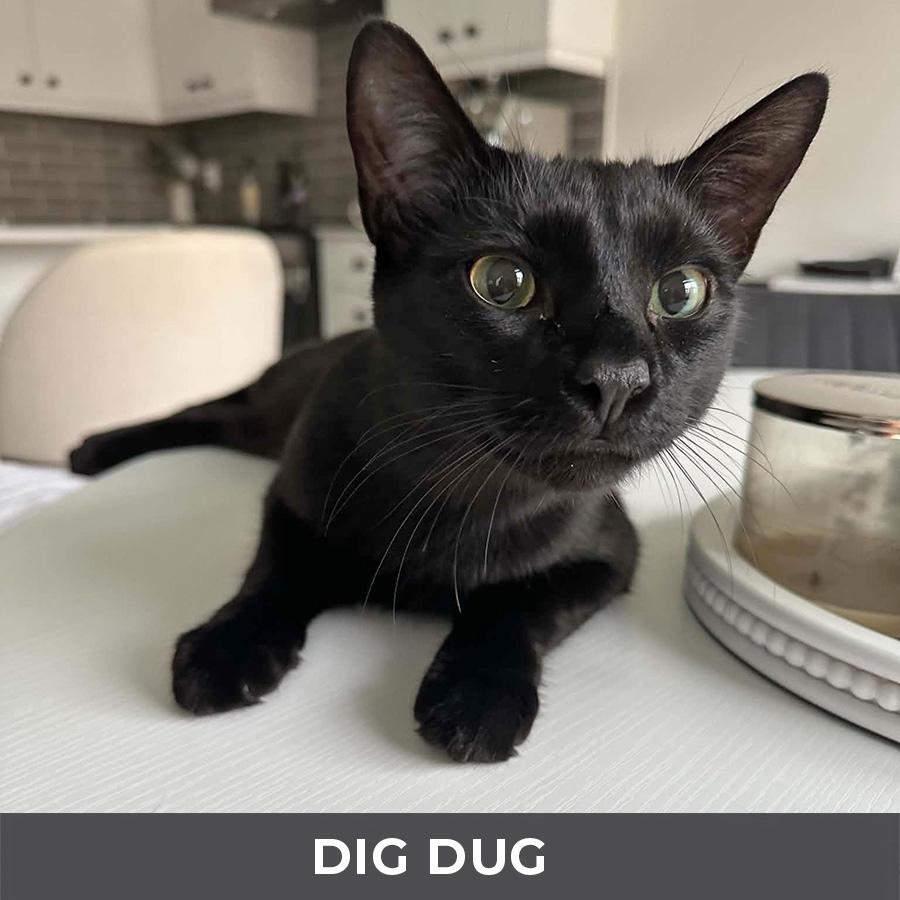 Enlarge Dig Dug, an adoptable Domestic Short Hair in Etobicoke, ON image 4/4
