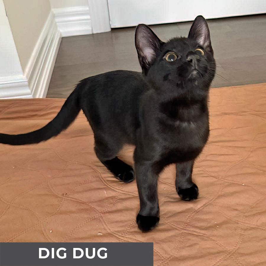 Dig Dug, a Adoptable Domestic Short Hair in Etobicoke, ON image 2/3