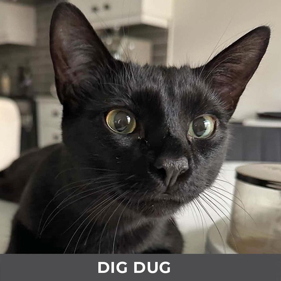 Enlarge Dig Dug, an adoptable Domestic Short Hair in Etobicoke, ON image 2/4