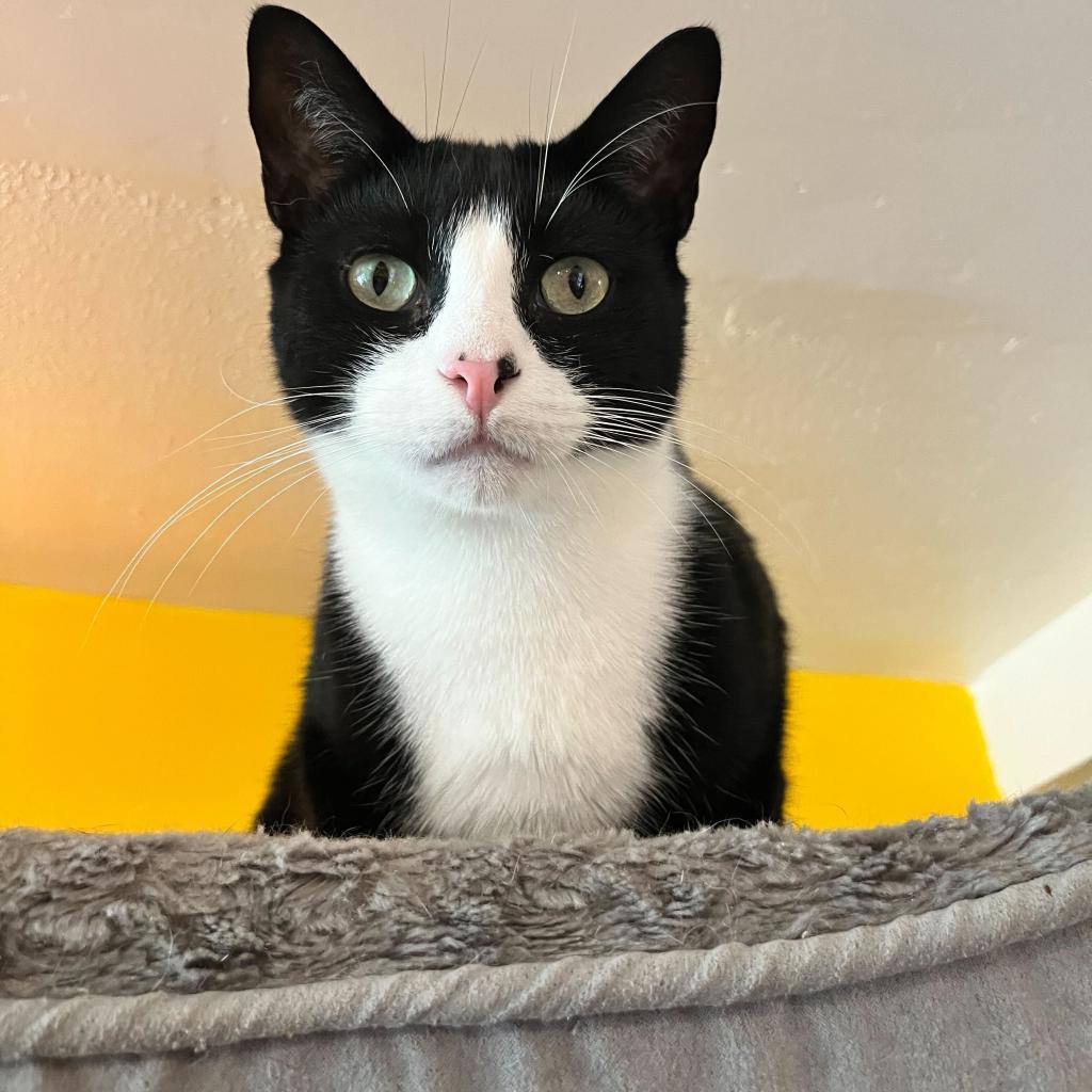 Hope, Adoptable, Adult Male Domestic Short Hair.