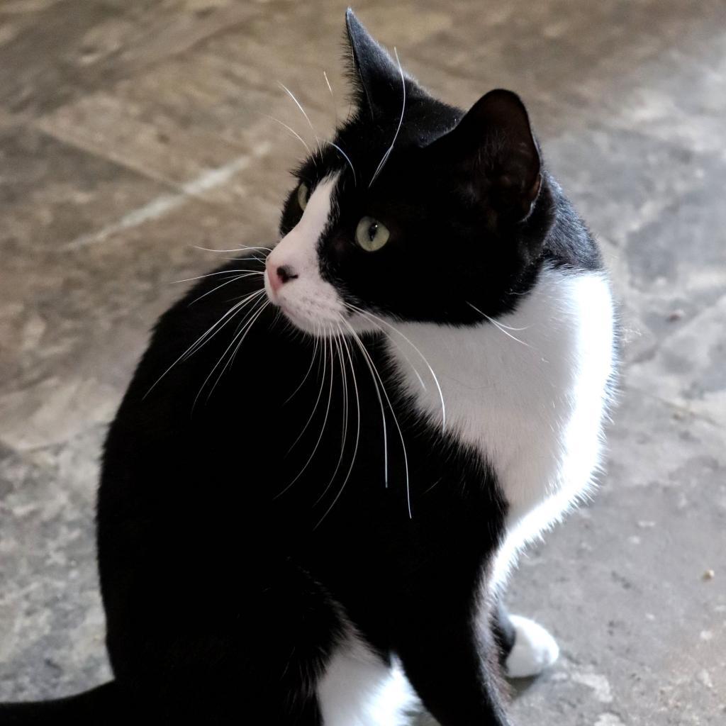 Enlarge Hope, a Adoptable Domestic Short Hair in Howard beach, NY image 2/6