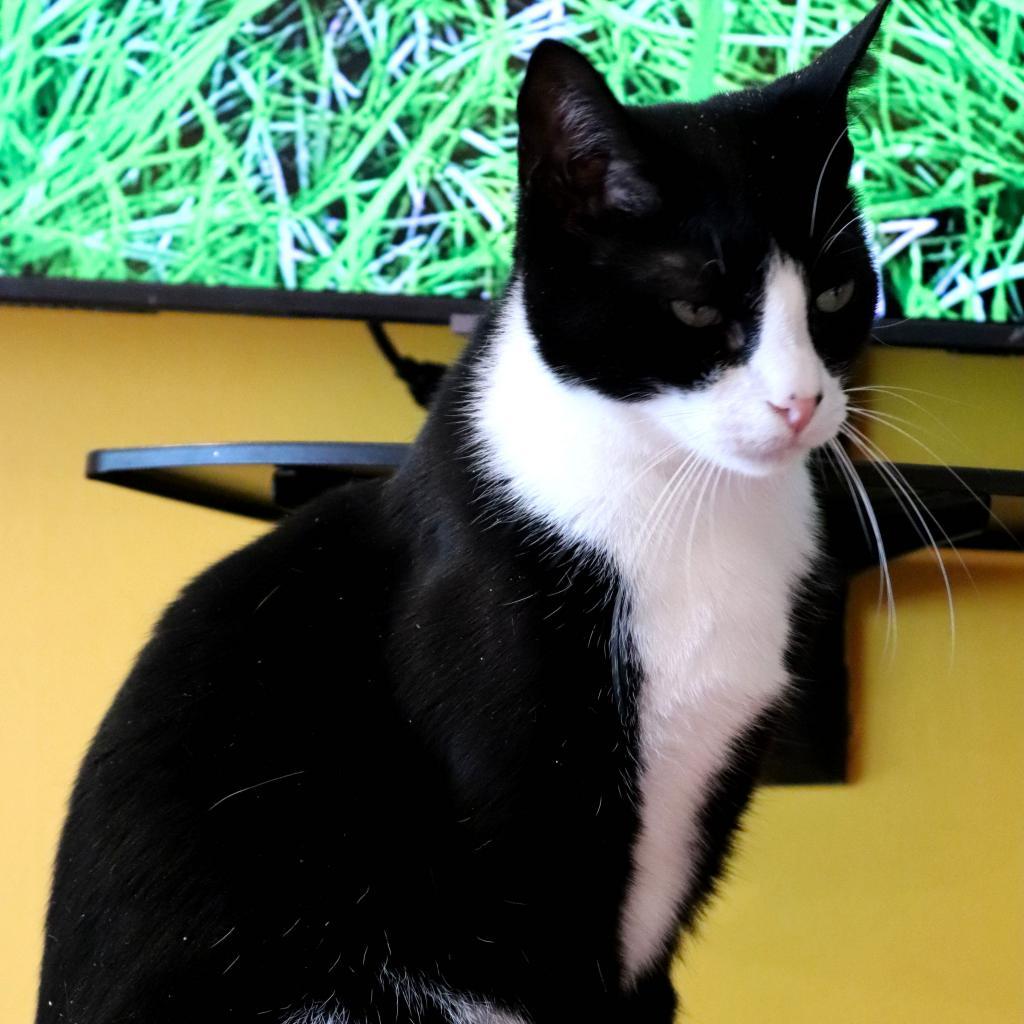 Enlarge Hope, a Adoptable Domestic Short Hair in Howard beach, NY image 3/6