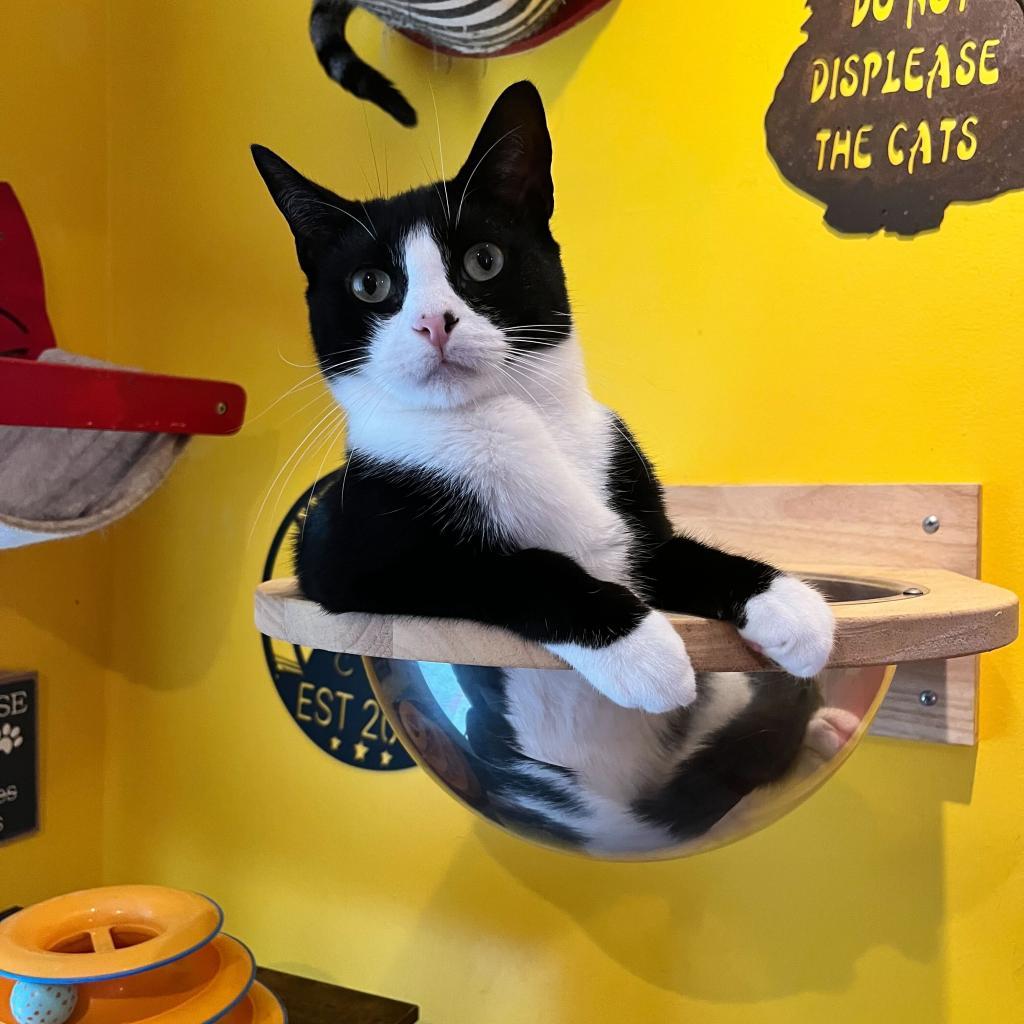 Enlarge Hope, a Adoptable Domestic Short Hair in Howard beach, NY image 4/6