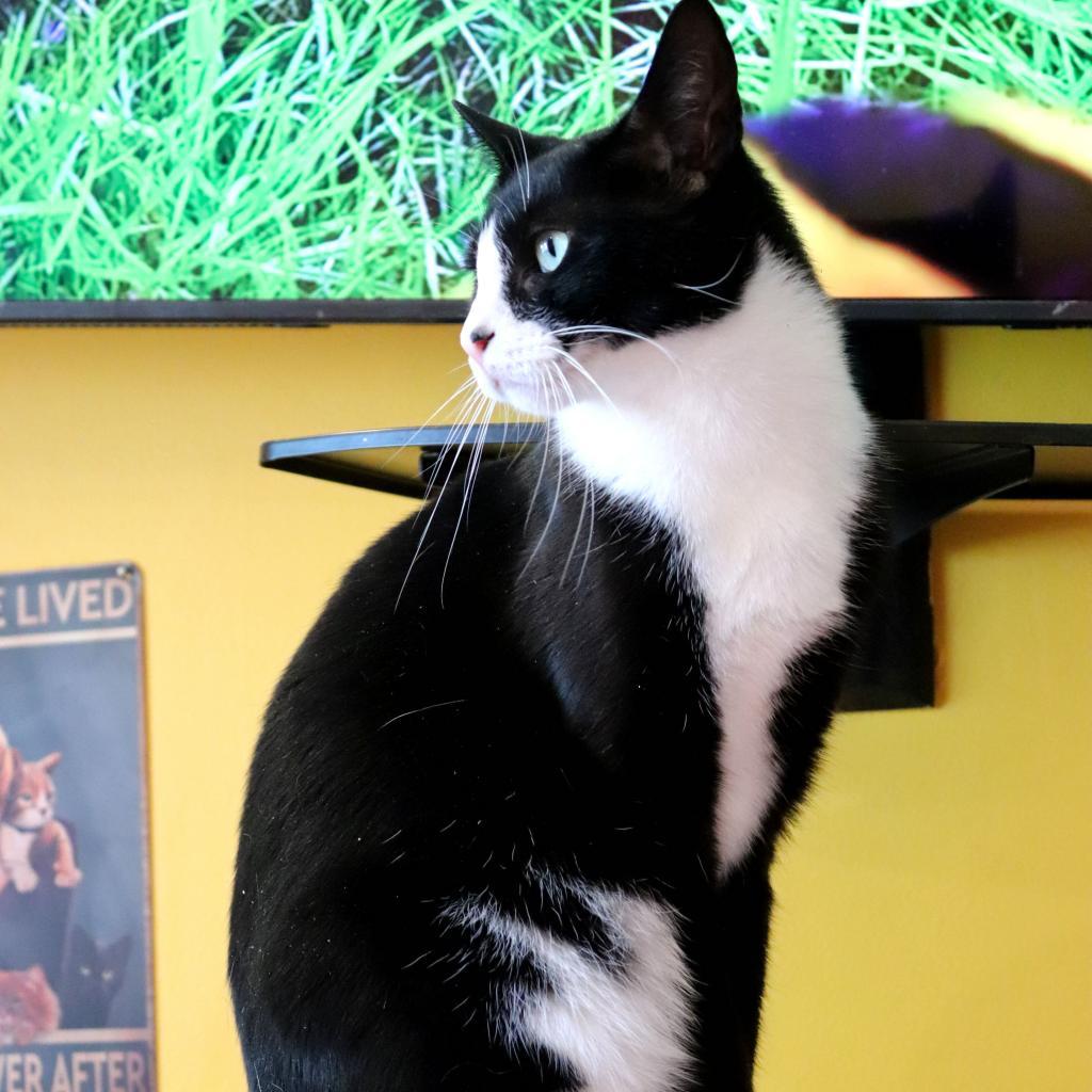 Enlarge Hope, a Adoptable Domestic Short Hair in Howard beach, NY image 5/6