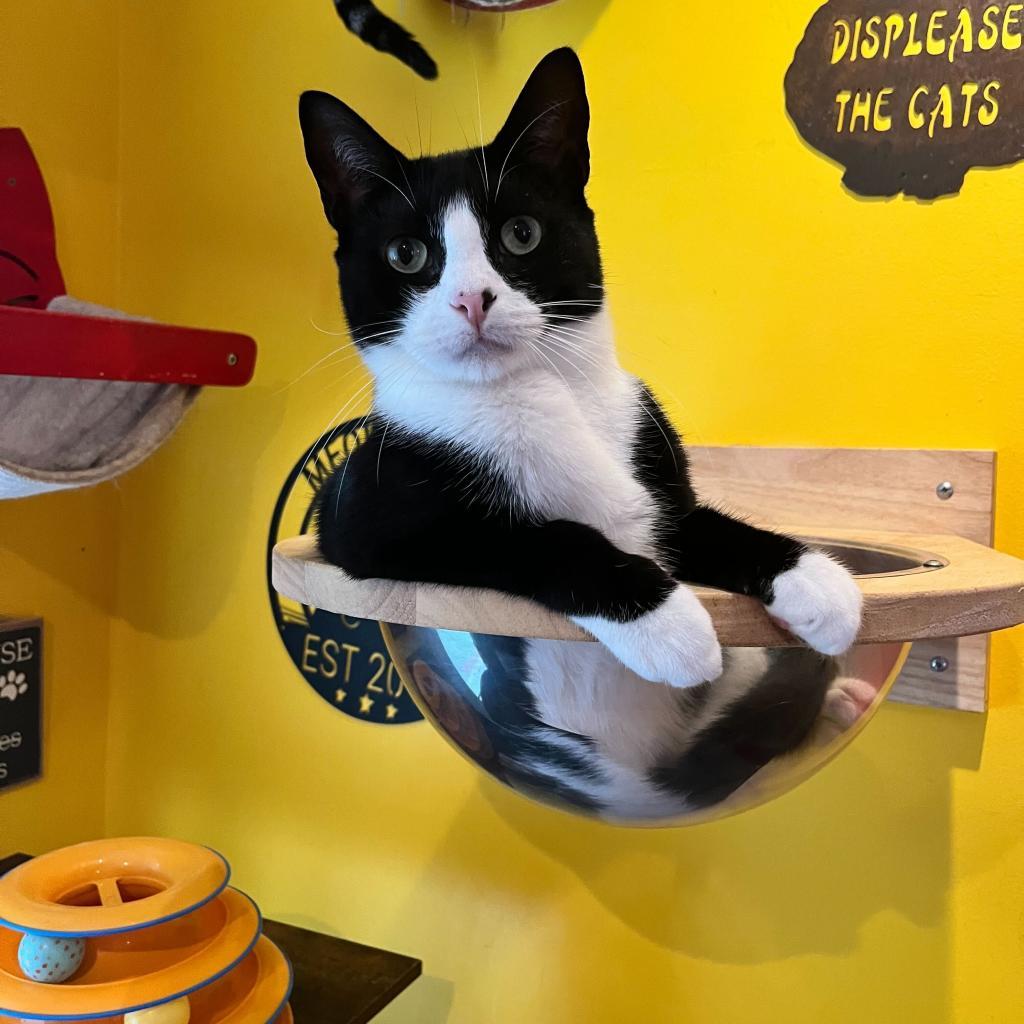 Enlarge Hope, a Adoptable Domestic Short Hair in Howard beach, NY image 6/6