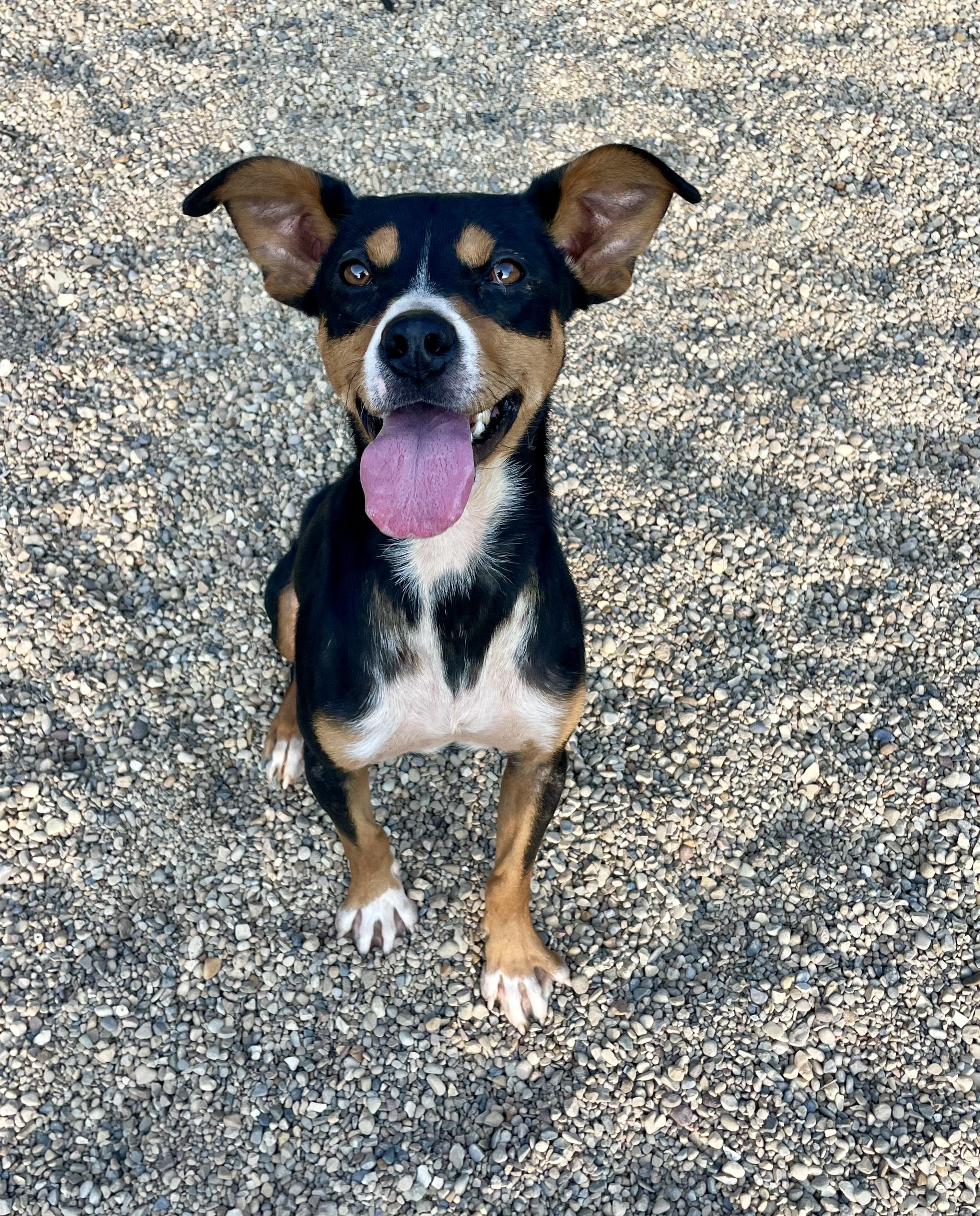 Stilts, adopted, Young Male Mixed Breed.