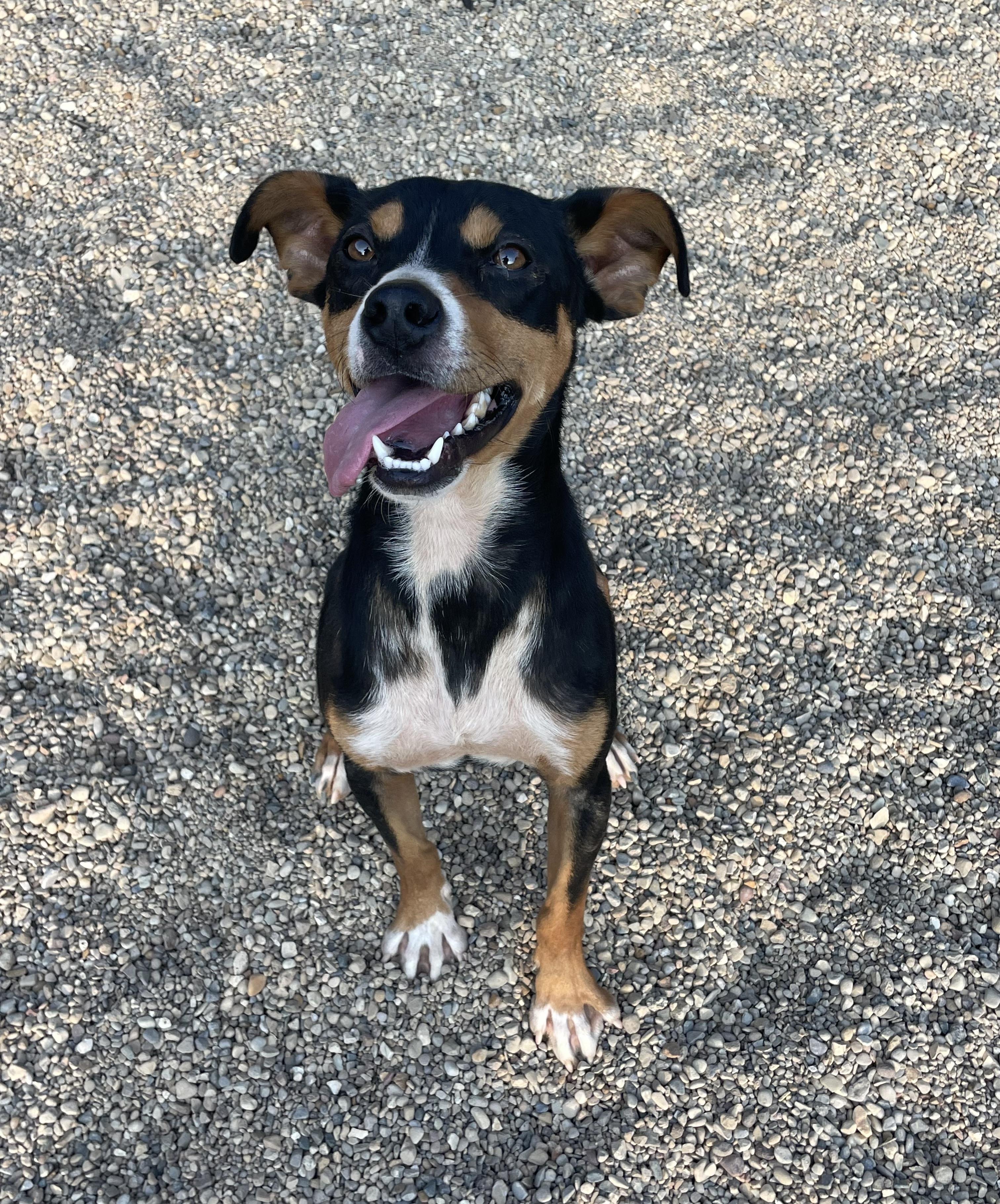 Stilts, an adopted Mixed Breed in Lacon, IL image 3/3