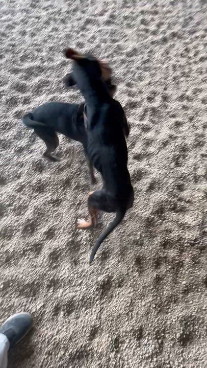 Enlarge Stilts, an adopted Mixed Breed in Lacon, IL video 2/3