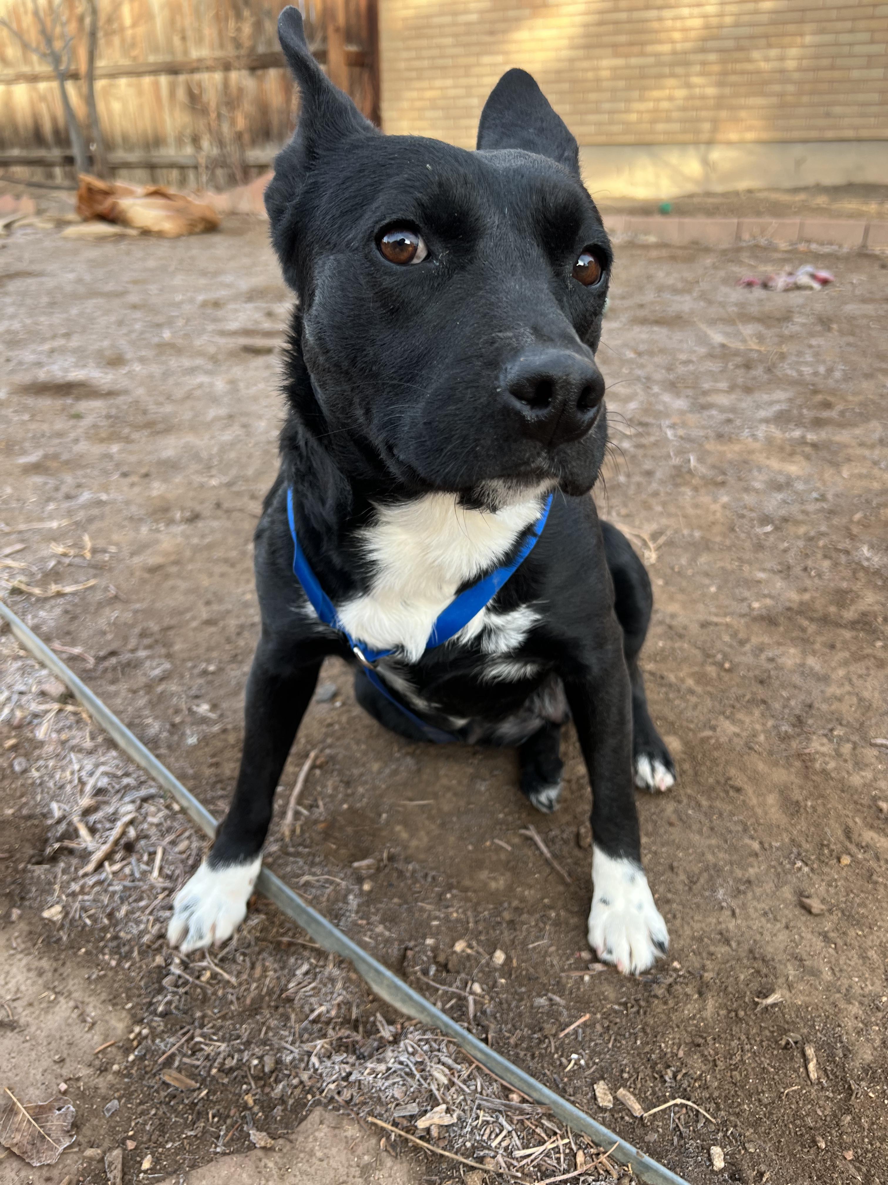 Enlarge Holiday, an adoptable mixed breed in Fort Collins, CO image 3/5