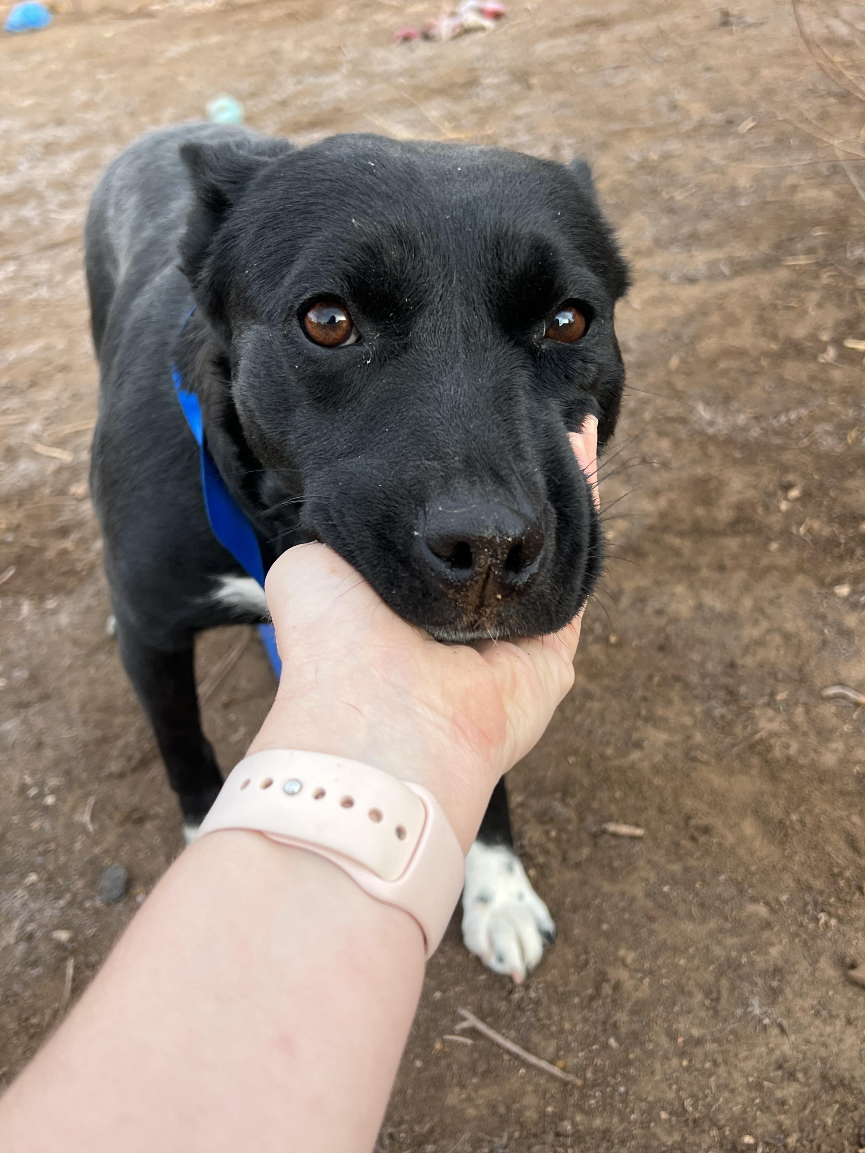 Enlarge Holiday, an adoptable mixed breed in Fort Collins, CO image 4/5