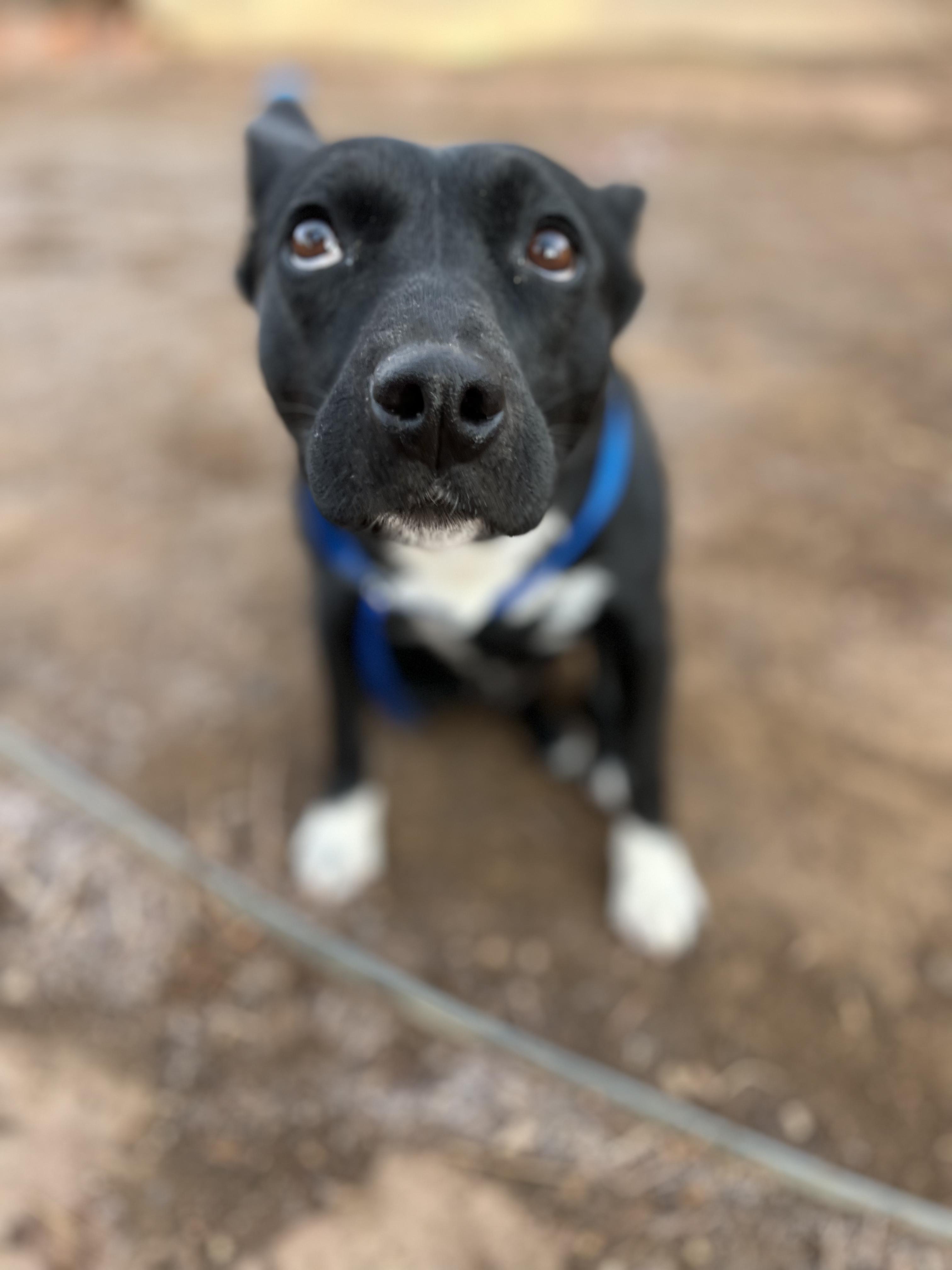 Enlarge Holiday, an adoptable mixed breed in Fort Collins, CO image 2/5