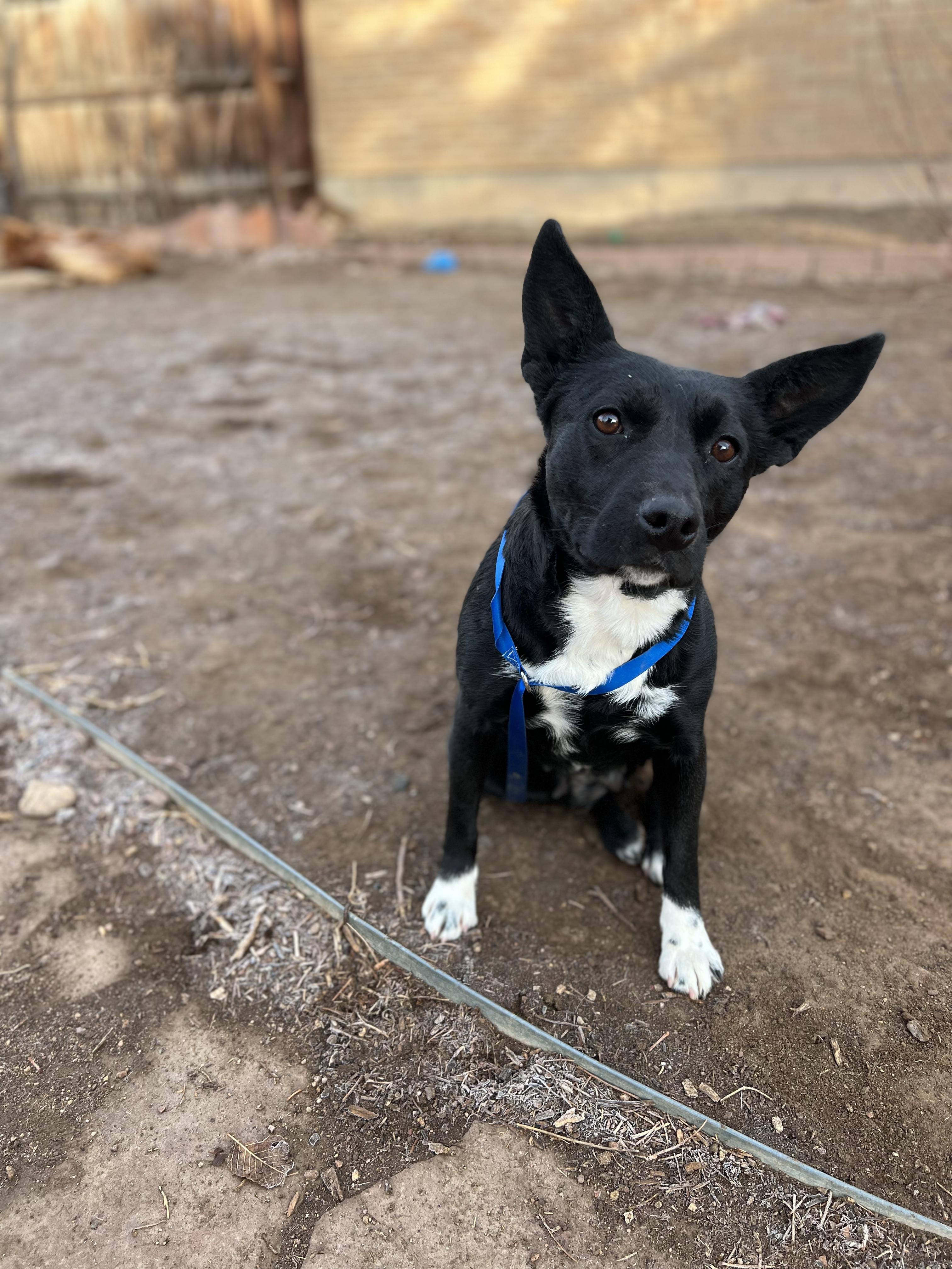 Enlarge Holiday, an adoptable mixed breed in Fort Collins, CO image 1/5