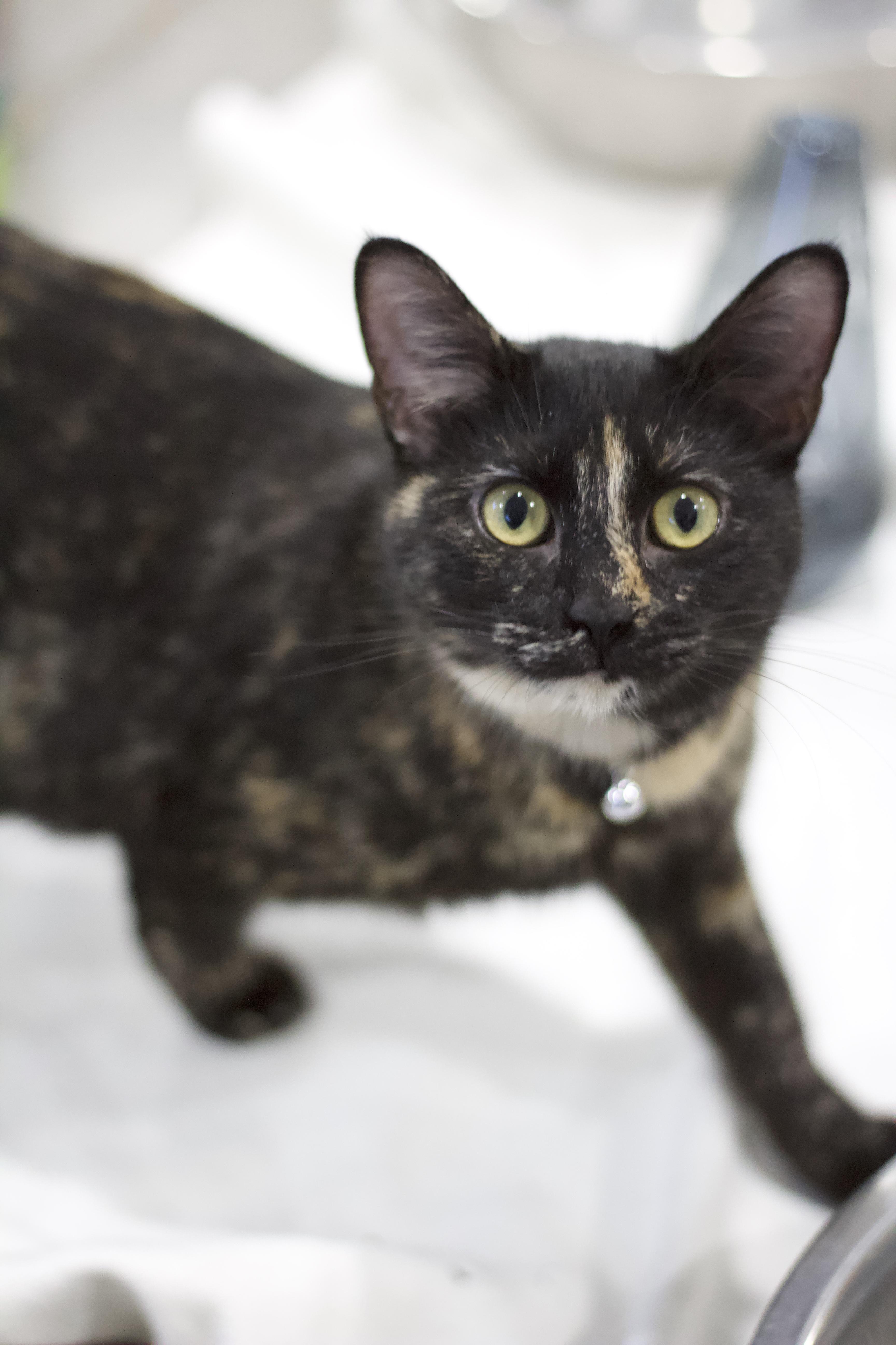 Enlarge Coraline, a Adoptable Tortoiseshell in Ottumwa, IA image 1/1