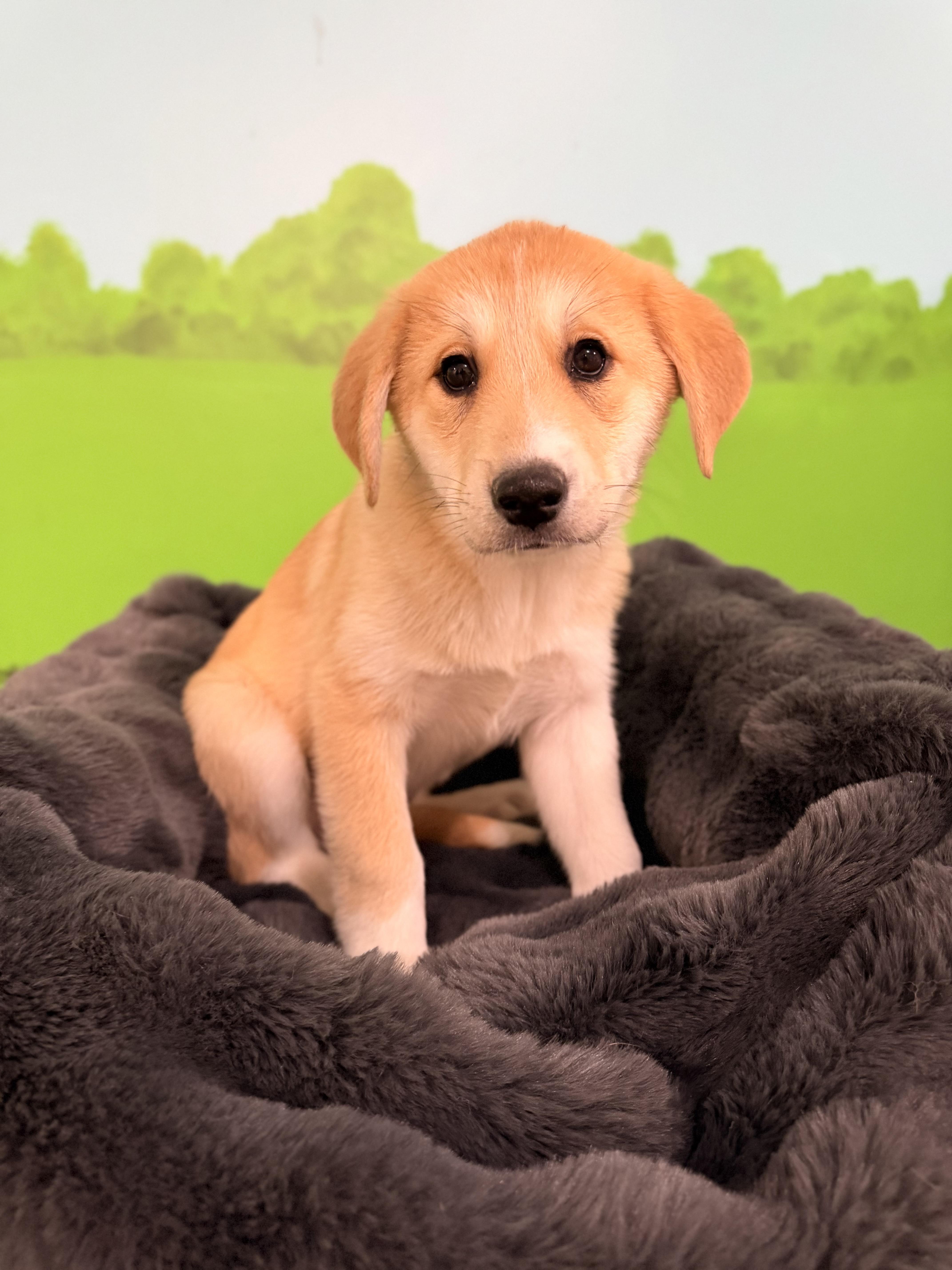Summit, adopted, Puppy Female Labrador Retriever & Shiba Inu.