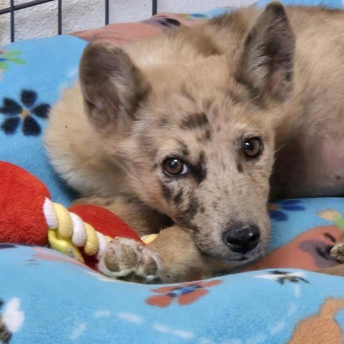 Enlarge Nessie, a Adoptable Mixed Breed in Flagstaff, AZ image 1/6