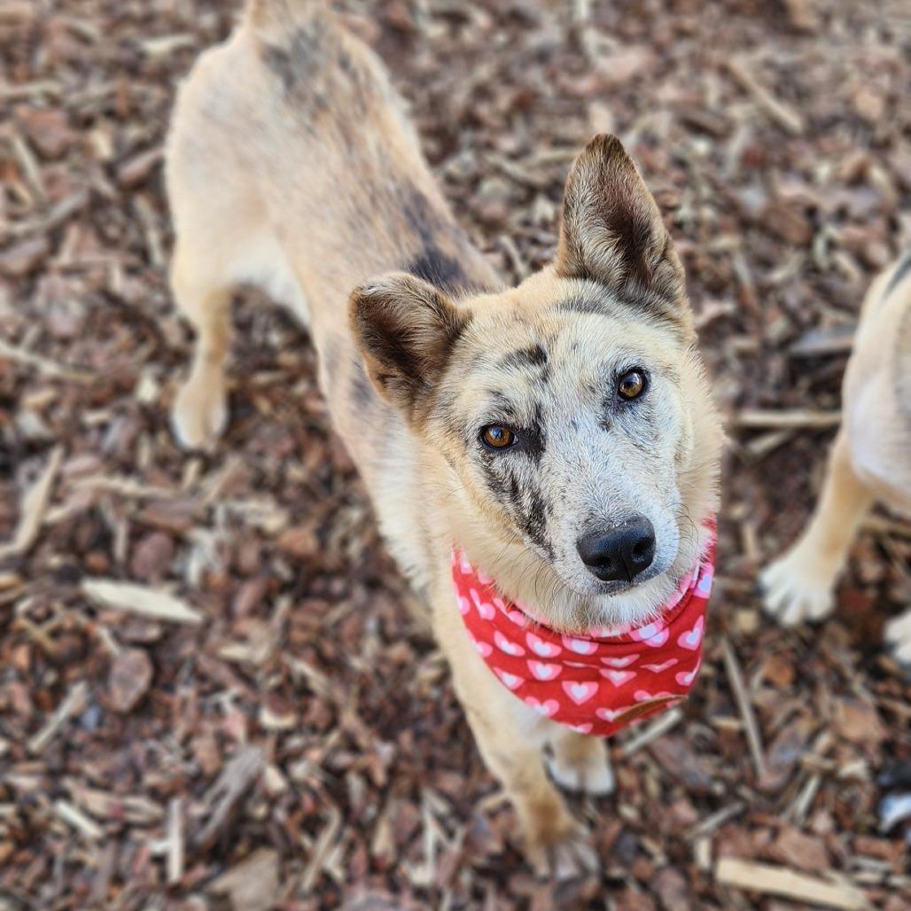Enlarge Nessie - In foster!, a Adoptable Mixed Breed in Flagstaff, AZ image 2/6
