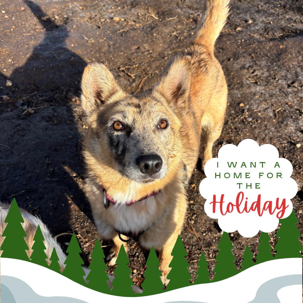 Enlarge Nessie, a Adoptable Mixed Breed in Flagstaff, AZ image 2/6