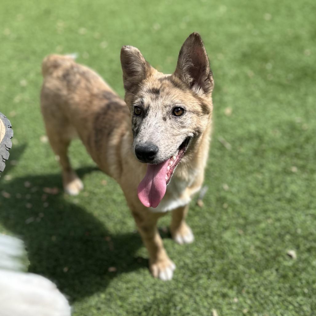 Enlarge Nessie, a Adoptable Mixed Breed in Flagstaff, AZ image 3/6