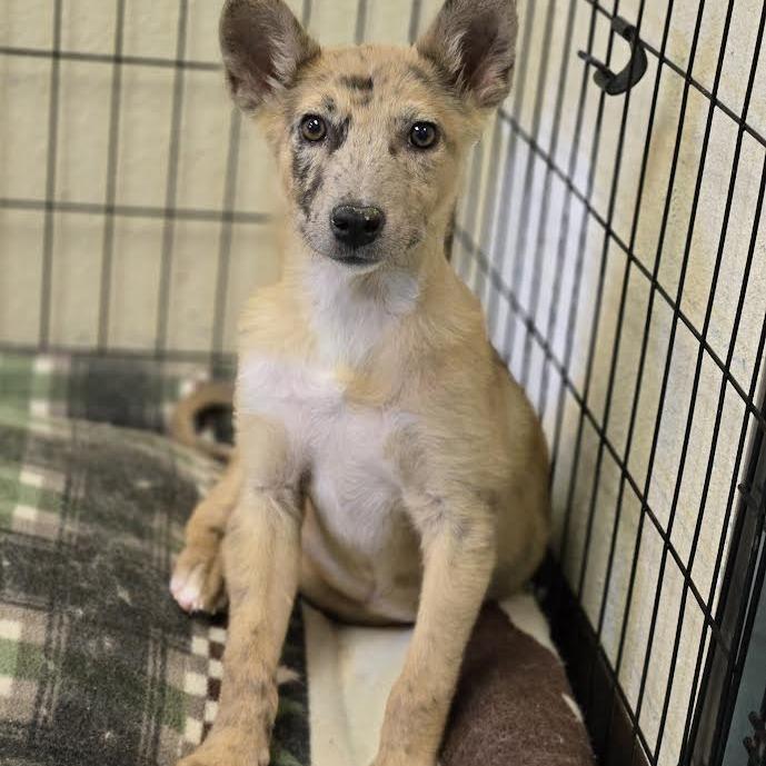 Enlarge Nessie, a Adoptable Mixed Breed in Flagstaff, AZ image 4/6