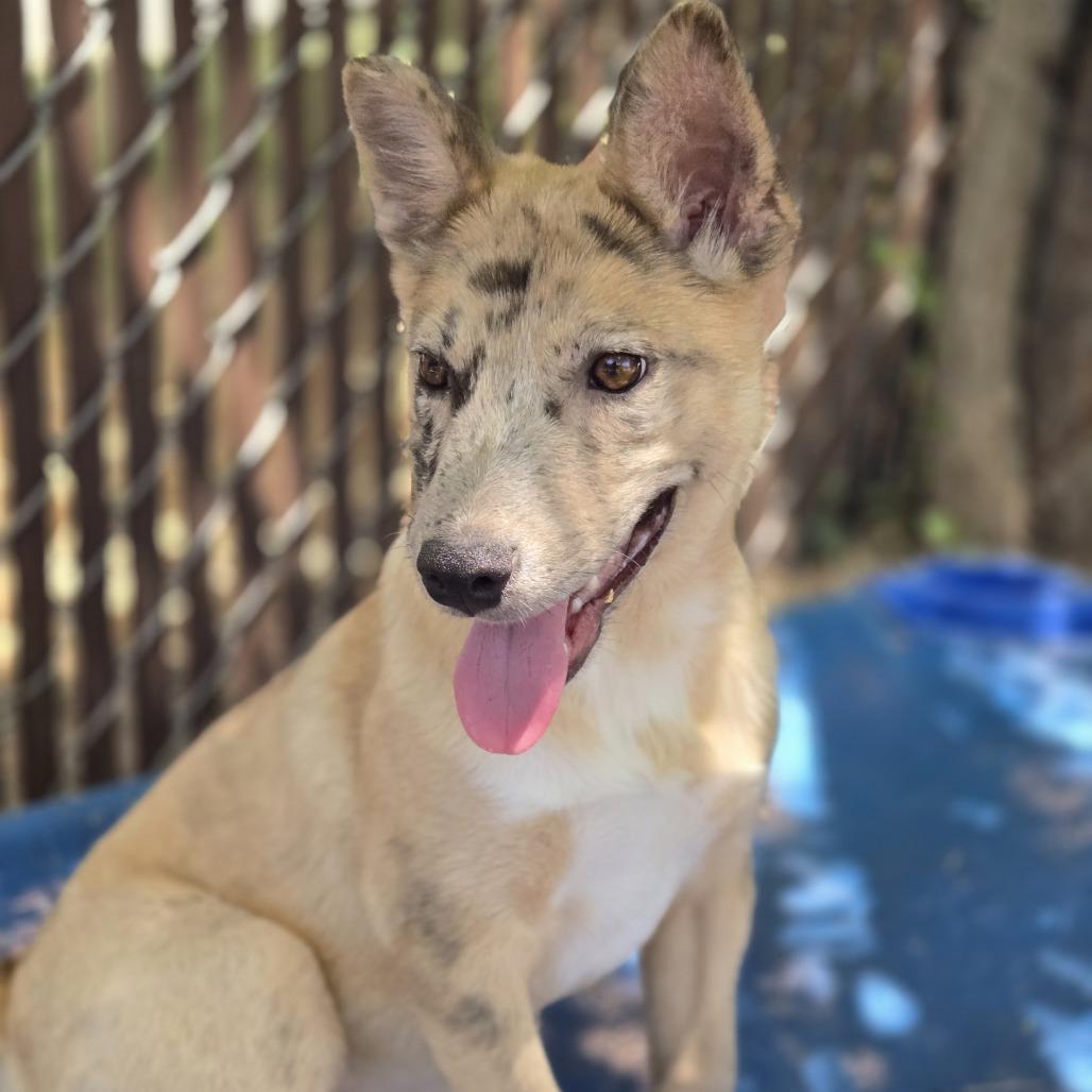 Enlarge Nessie, a Adoptable Mixed Breed in Flagstaff, AZ image 5/6