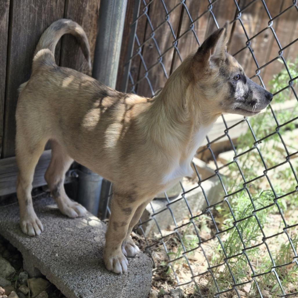 Enlarge Nessie, a Adoptable Mixed Breed in Flagstaff, AZ image 6/6
