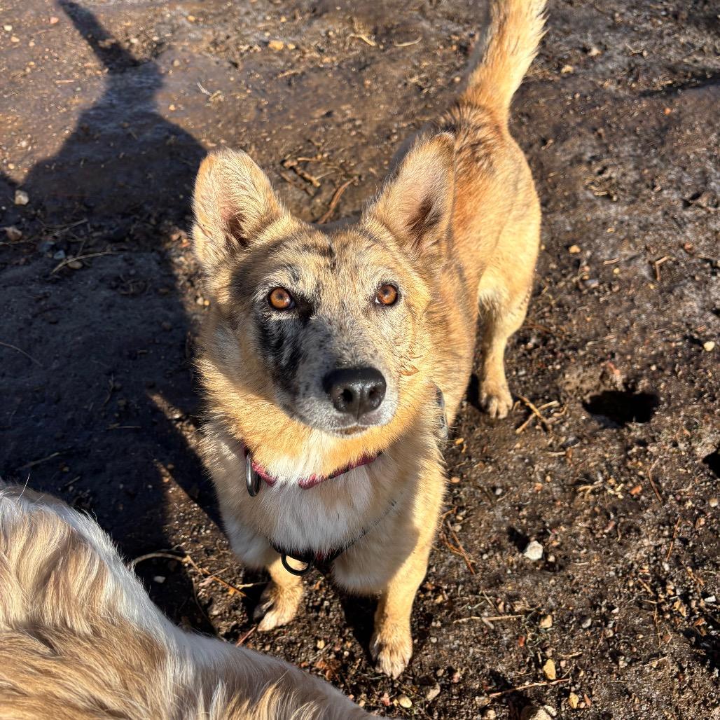 Enlarge Nessie - In foster!, a Adoptable Mixed Breed in Flagstaff, AZ image 6/6