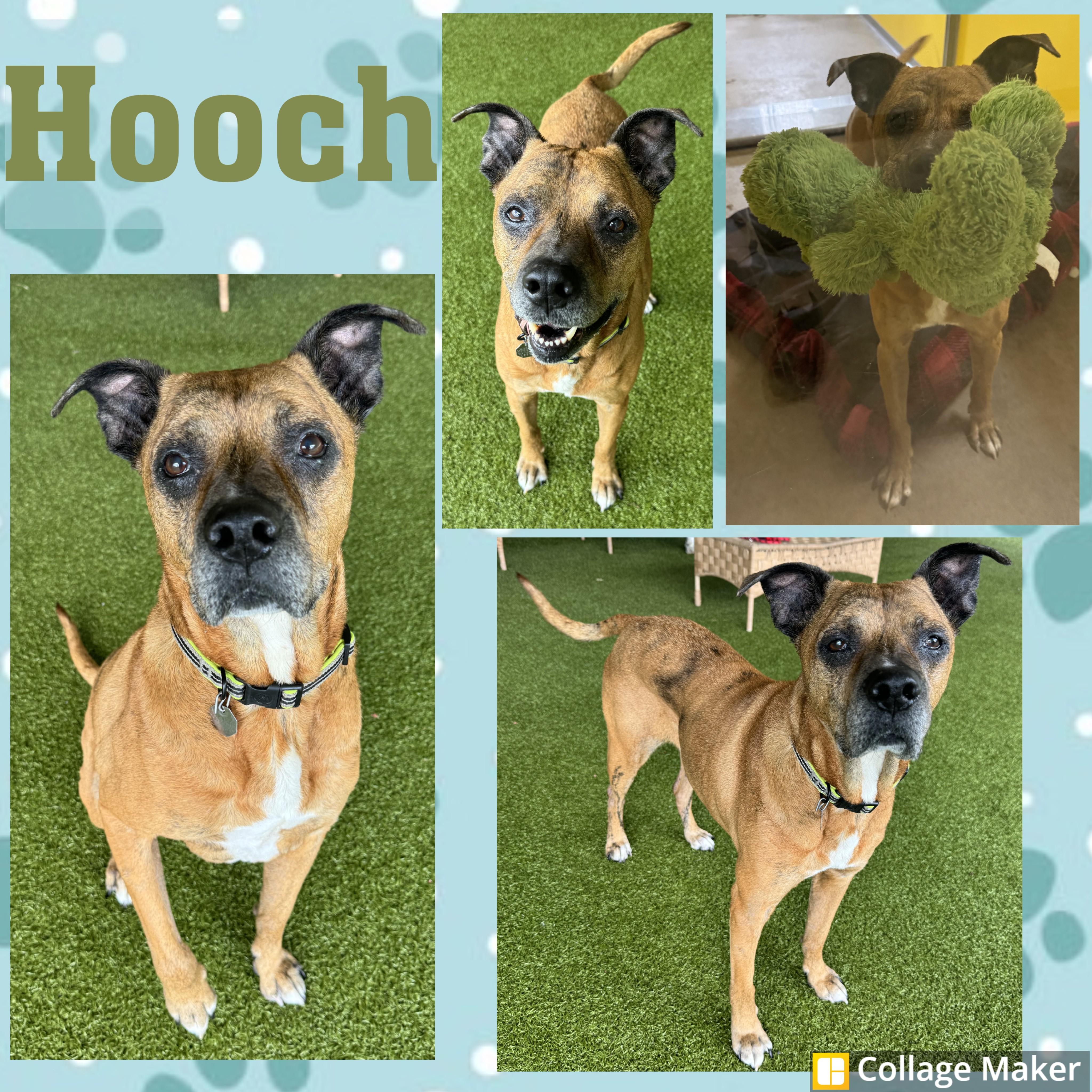 Hooch, adopted, Adult Male Boxer.