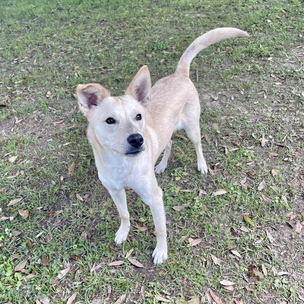 Jockey, Adoptable, Young Male Terrier & Labrador Retriever.