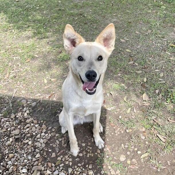 Enlarge Jockey, a Adoptable mixed breed in Carencro, LA image 2/6