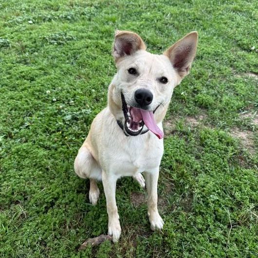 Enlarge Jockey, a Adoptable mixed breed in Carencro, LA image 3/6