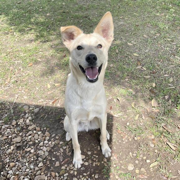 Enlarge Jockey, a Adoptable mixed breed in Carencro, LA image 4/6