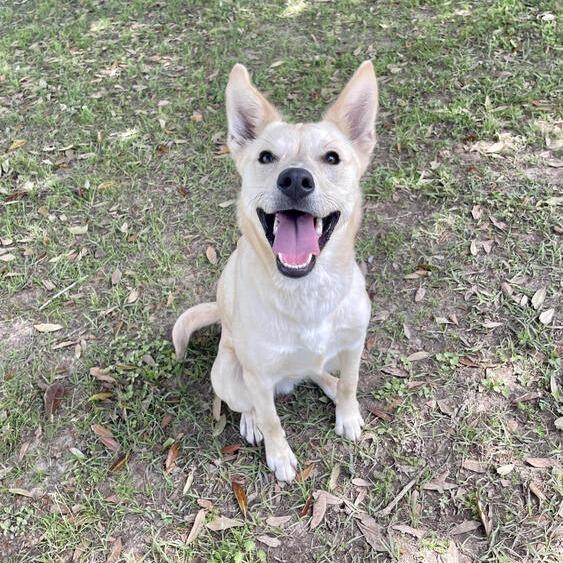 Enlarge Jockey, a Adoptable mixed breed in Carencro, LA image 5/6