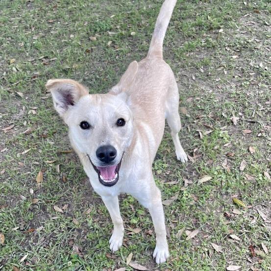 Enlarge Jockey, a Adoptable mixed breed in Carencro, LA image 6/6