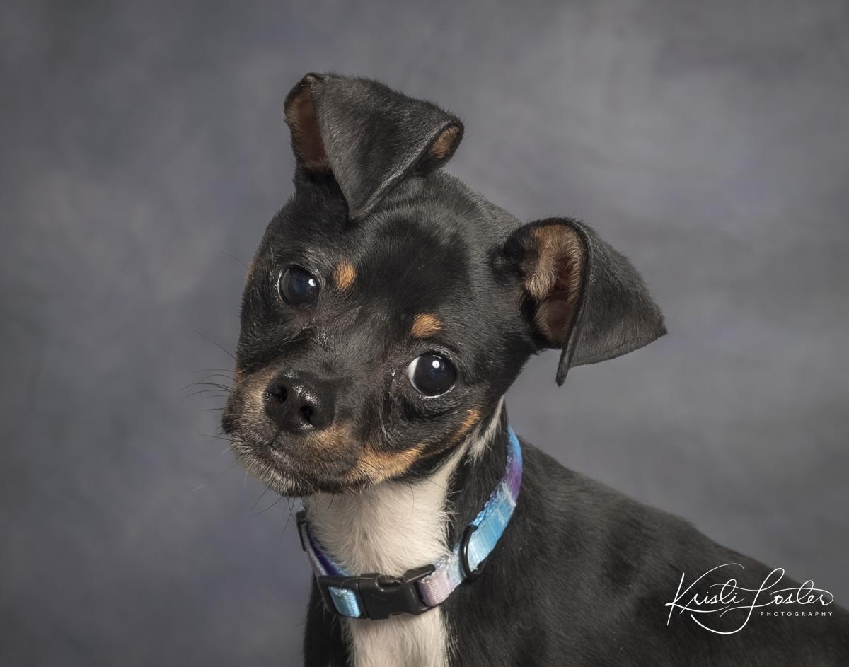 Enlarge Leno, a ADOPTABLE mixed breed in Saint Louis, MO image 1/3