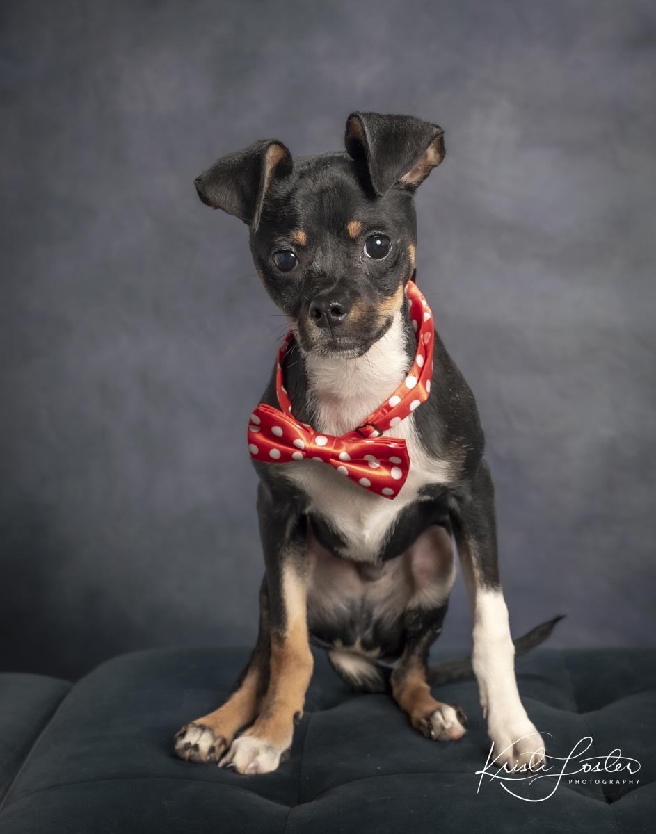 Enlarge Leno, a ADOPTABLE mixed breed in Saint Louis, MO image 2/3